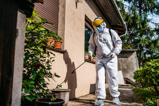 Best Flea Control Services  in Oak Lawn, IL