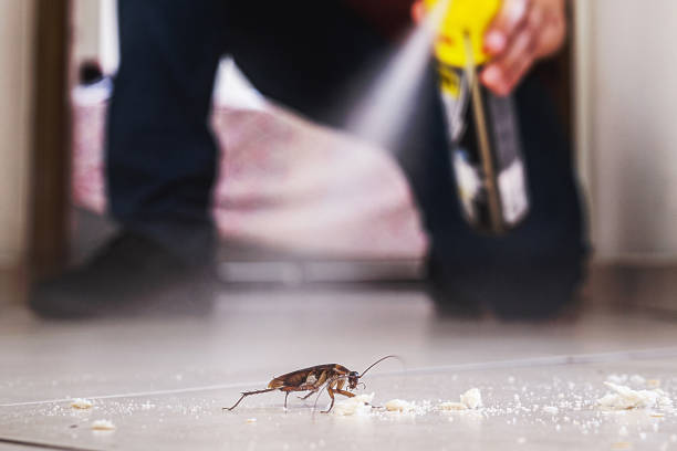 Best Pest Control Treatment  in Oak Lawn, IL