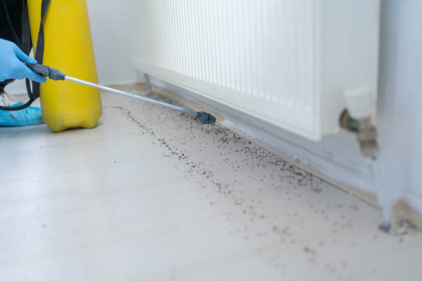 Best Pest Control for Homes  in Oak Lawn, IL