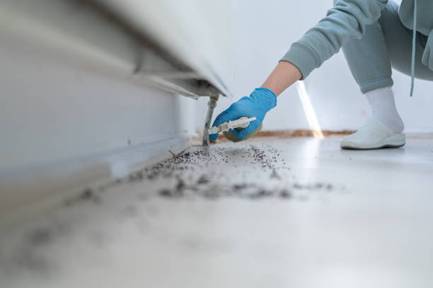Wasp Removal Services in Oak Lawn, IL